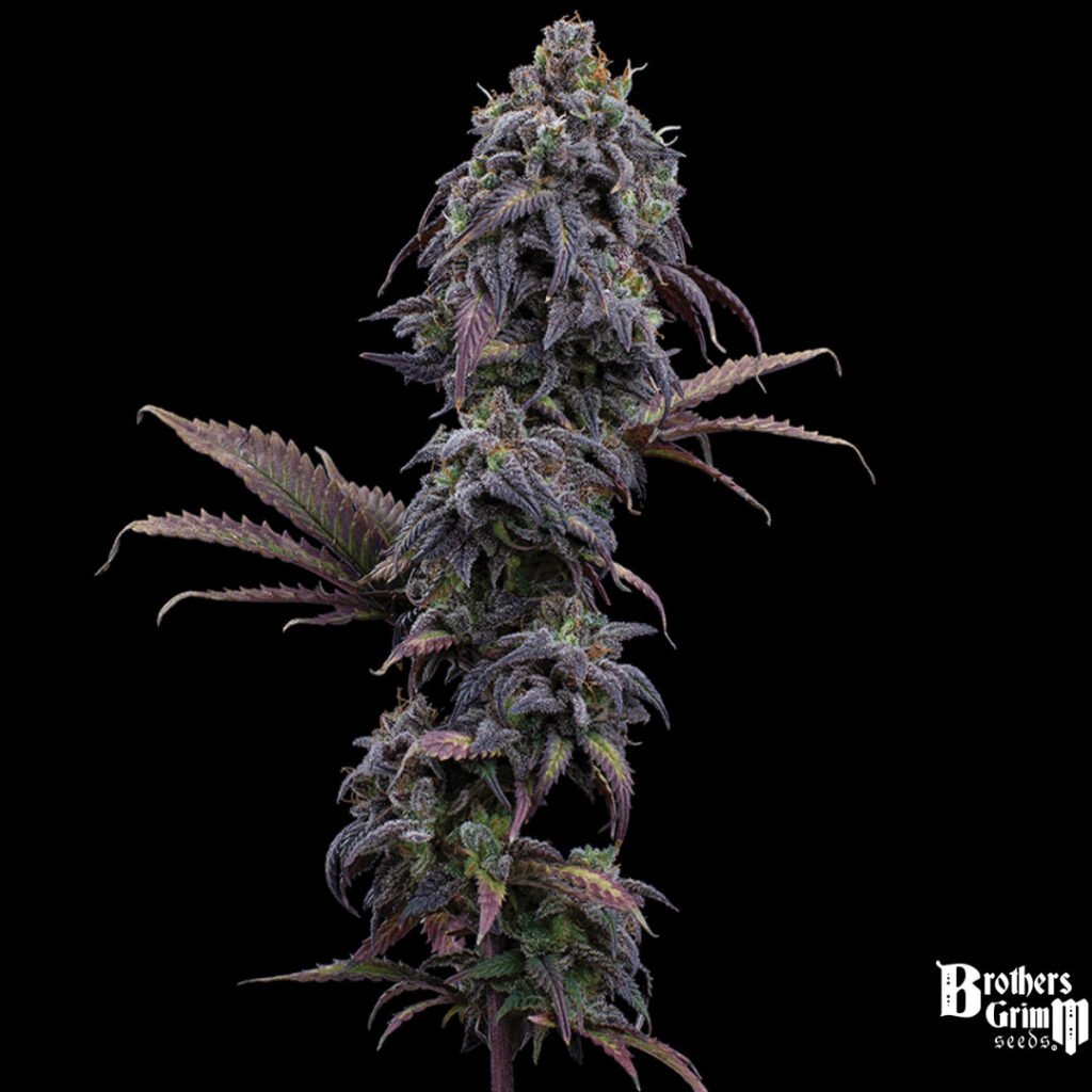 Princess Haze - Brothers Grimm Seeds kaufen - Produktbild 2