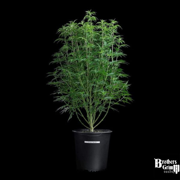 Princess Haze - Brothers Grimm Seeds kaufen - Produktbild 3
