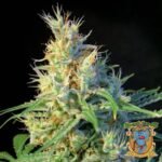 Psicodelicia - Sweet Seeds Cannabis Samen kaufen im Online Shop