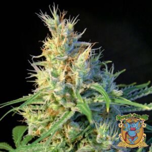 Psicodelicia - Sweet Seeds Cannabis Samen kaufen im Online Shop
