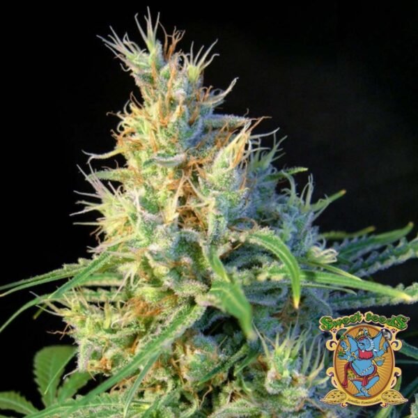 Psicodelicia - Sweet Seeds Cannabis Samen kaufen im Online Shop Psicodelicia - Sweet Seeds Cannabis Samen kaufen im Online Shop