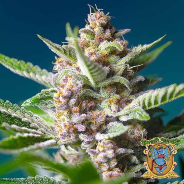 Purple Punch OG - Sweet Seeds Cannabis Samen kaufen im Online Shop