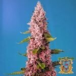 Red Hot Muffin - Sweet Seeds Cannabis Samen kaufen im Online Shop