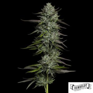 Redemption Indica aus der Bob Marley Collection von Humboldt Seeds kaufen im Cannabis Samen Online Shop