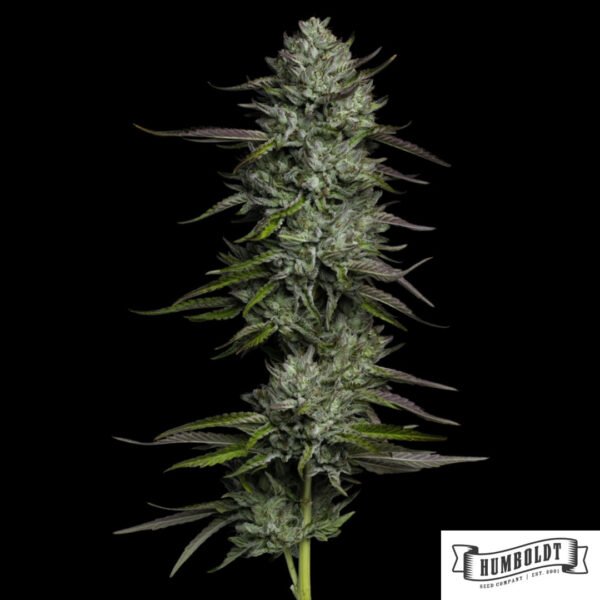 Redemption Indica aus der Bob Marley Collection von Humboldt Seeds kaufen im Cannabis Samen Online Shop
