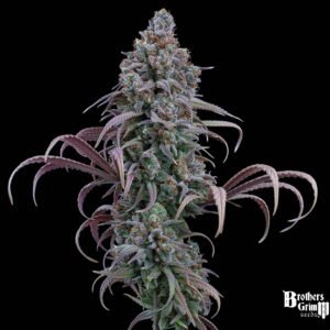 Rosetta Stone - Brothers Grimm Seeds kaufen - Produktbild 2