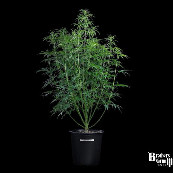 Rosetta Stone - Brothers Grimm Seeds kaufen - Produktbild 3