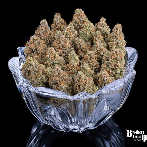 Rosetta Stone - Brothers Grimm Seeds kaufen - Produktbild 4