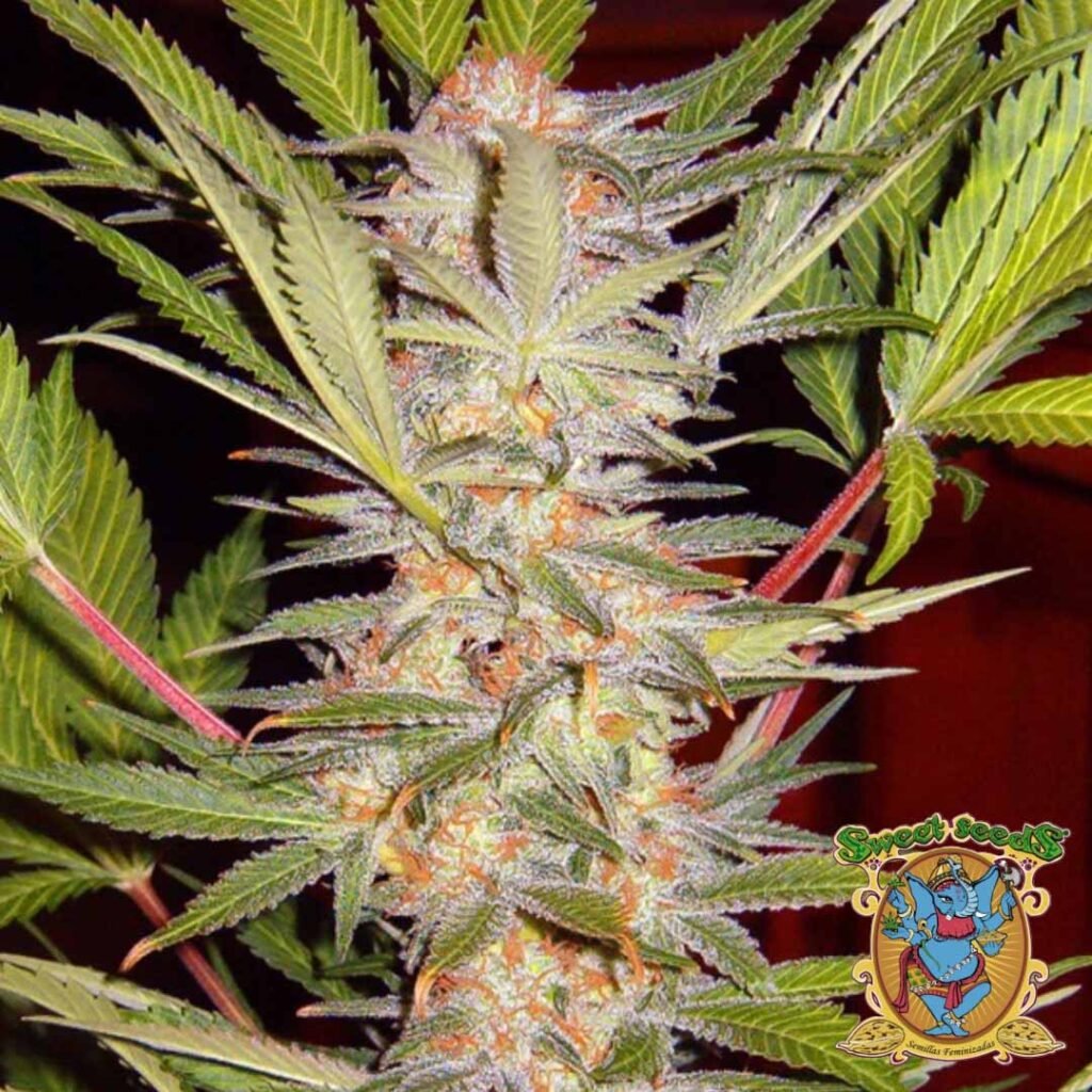 S.A.D. Sweet Afghani Delicious S1 - Sweet Seeds Cannabis Samen kaufen im Online Shop