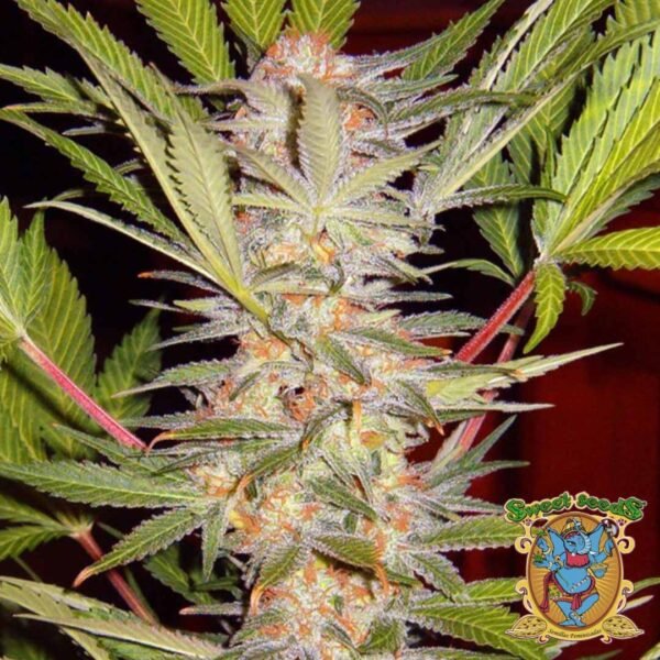 S.A.D. Sweet Afghani Delicious S1 - Sweet Seeds Cannabis Samen kaufen im Online Shop