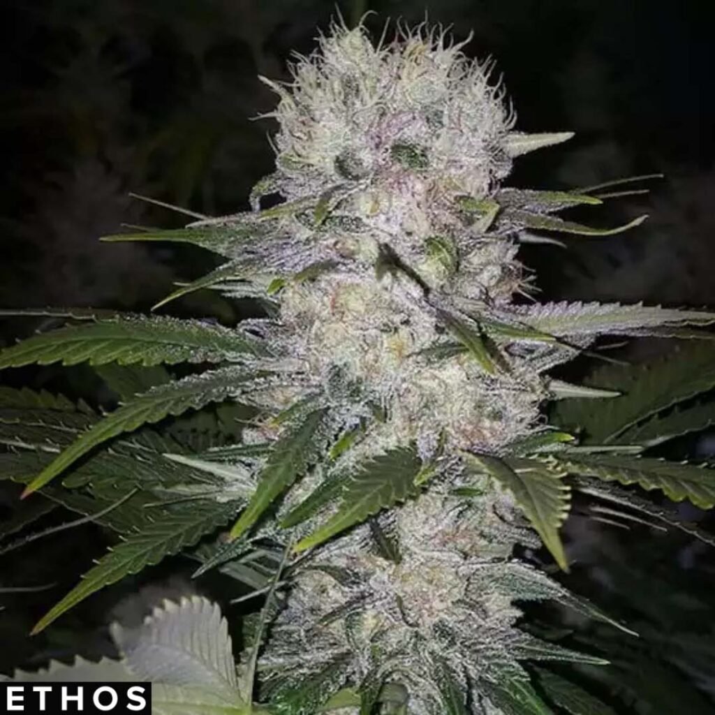 Skunk Hero RBX1 - Ethos Genetics Cannabis Samen kaufen