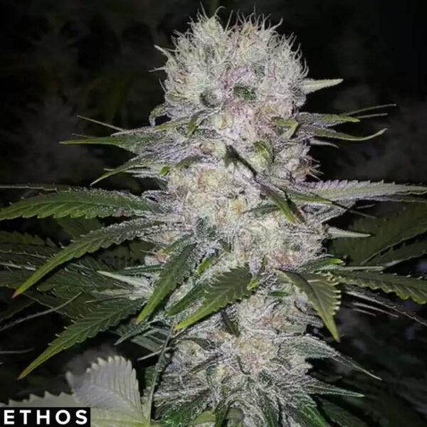 Skunk Hero RBX1 - Ethos Genetics Cannabis Samen kaufen