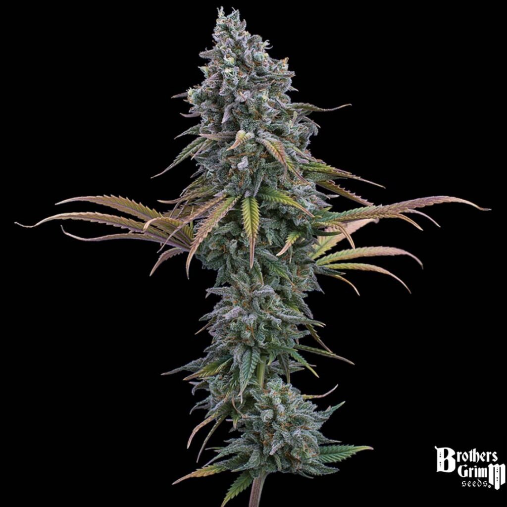 Space Queen - Brothers Grimm Seeds kaufen - Produktbild 2