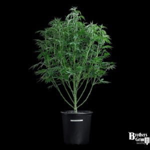 Space Queen - Brothers Grimm Seeds kaufen - Produktbild 3