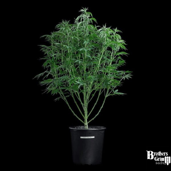 Space Queen - Brothers Grimm Seeds kaufen - Produktbild 3