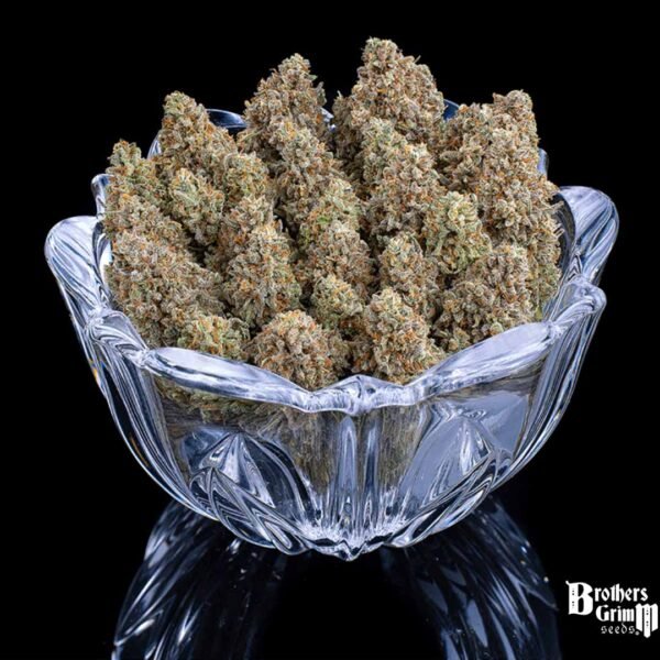 Space Queen - Brothers Grimm Seeds kaufen - Produktbild 4