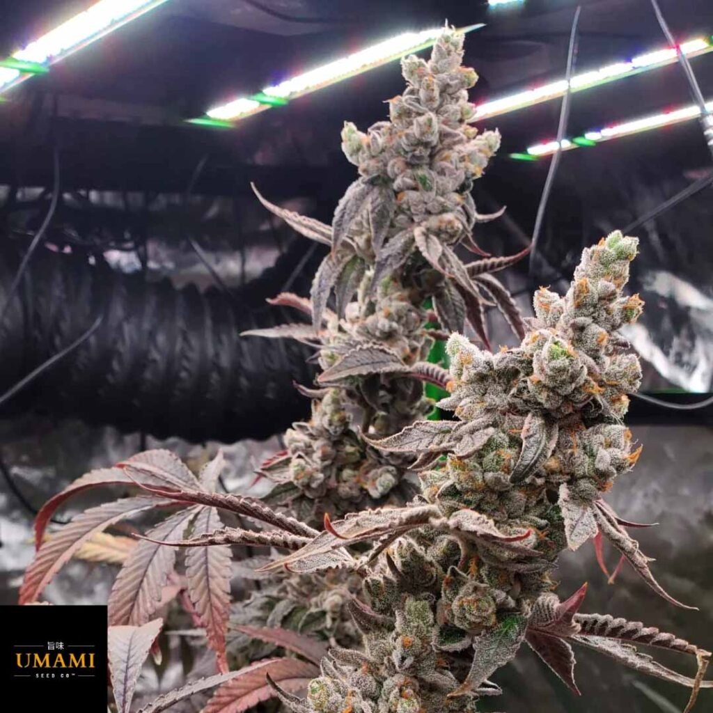Strawzilla - Umami Seeds kaufen - Produktbild