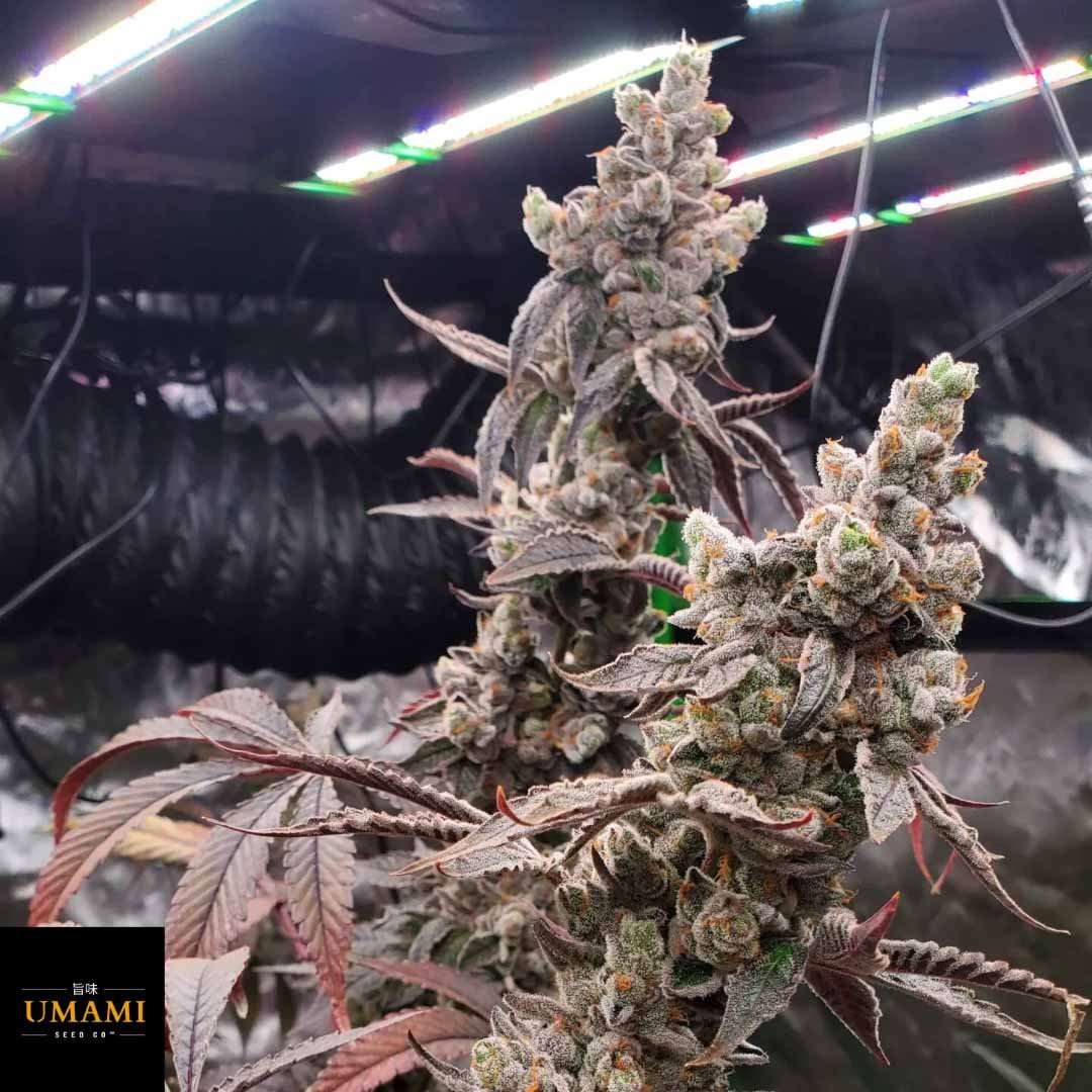 Strawzilla - Umami Seeds kaufen - Produktbild