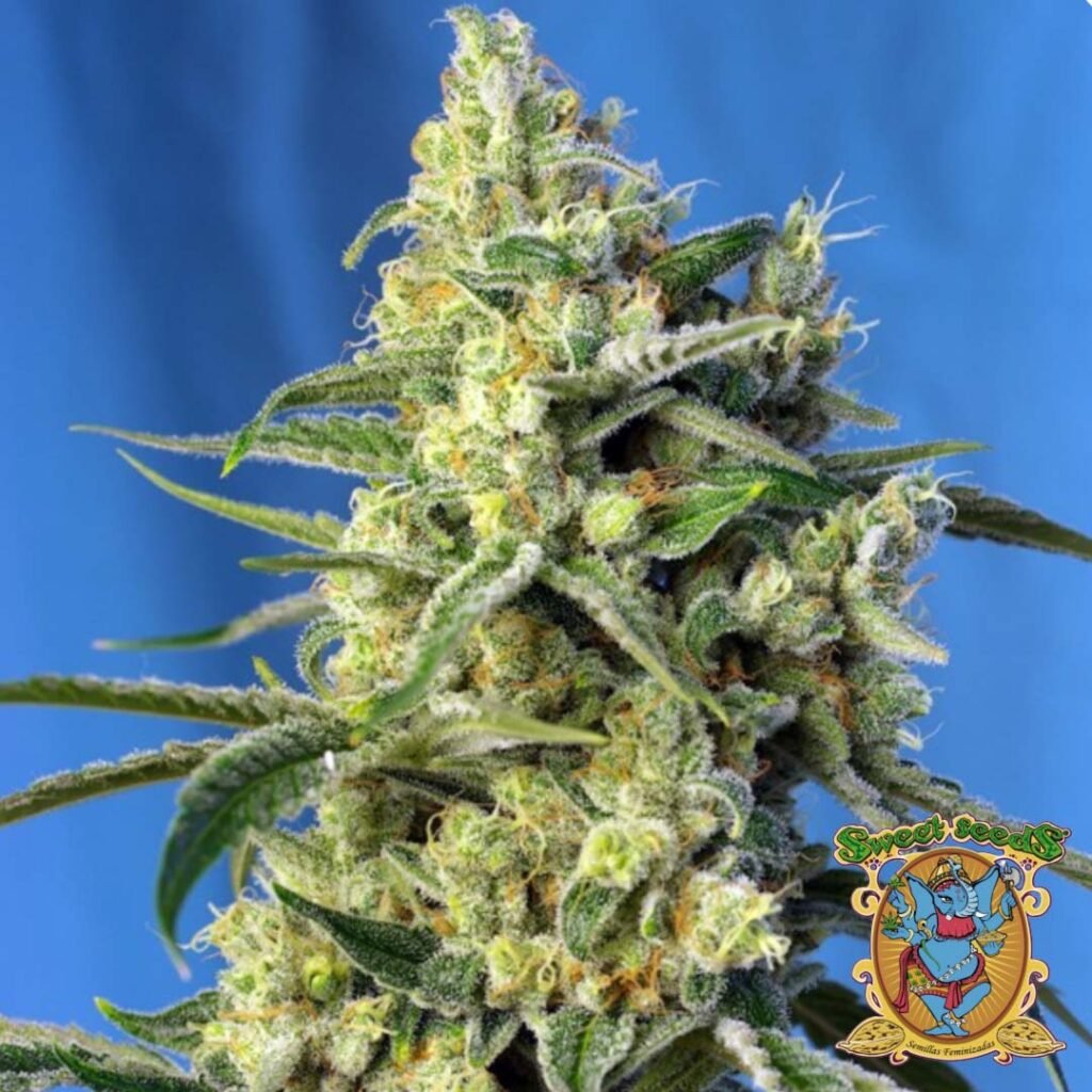 Sweet Amnesia Haze - Sweet Seeds Cannabis Samen kaufen im Online Shop