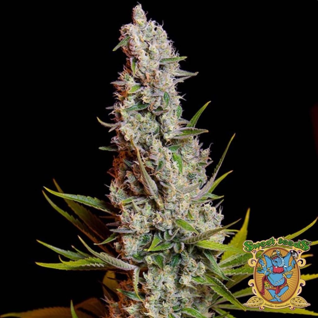Sweet Cheese - Sweet Seeds Cannabis Samen kaufen im Online Shop