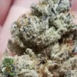 Tacky Glue - In House Genetics Cannabis Samen kaufen