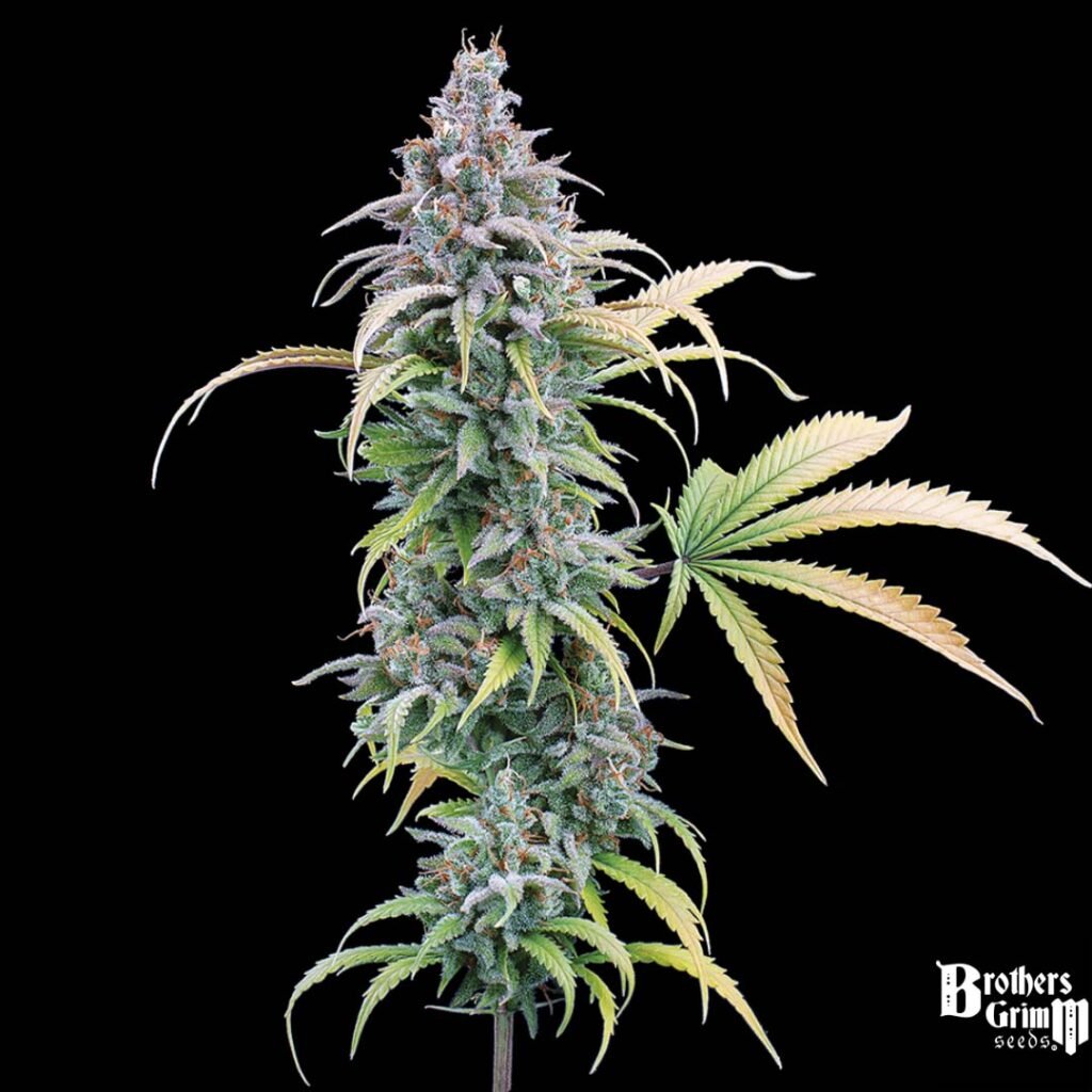 Thai Herer 99 - Brothers Grimm Seeds kaufen - Produktbild 2