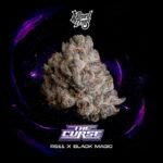 The Curse - Wizard Trees Cannabis Samen kaufen