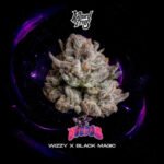 Voodoo - Wizard Trees Cannabis Samen kaufen