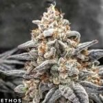 White Wedding RBX - Ethos Genetics Cannabis Samen kaufen
