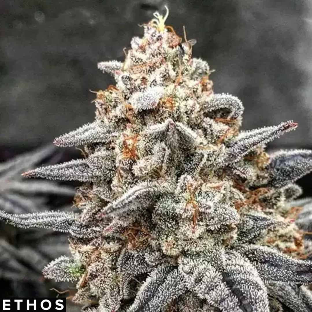 White Wedding RBX - Ethos Genetics Cannabis Samen kaufen