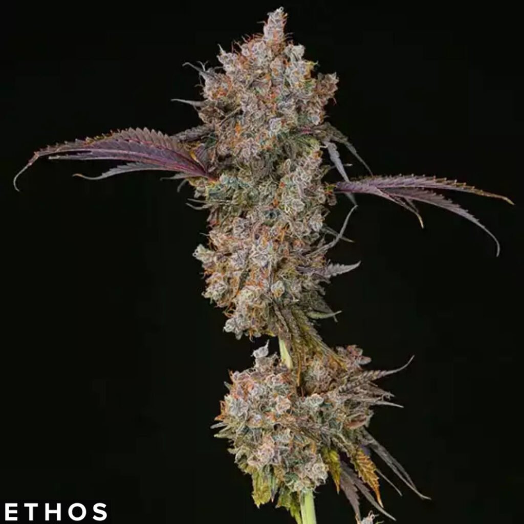 XXX - Ethos Genetics Cannabis Samen kaufen