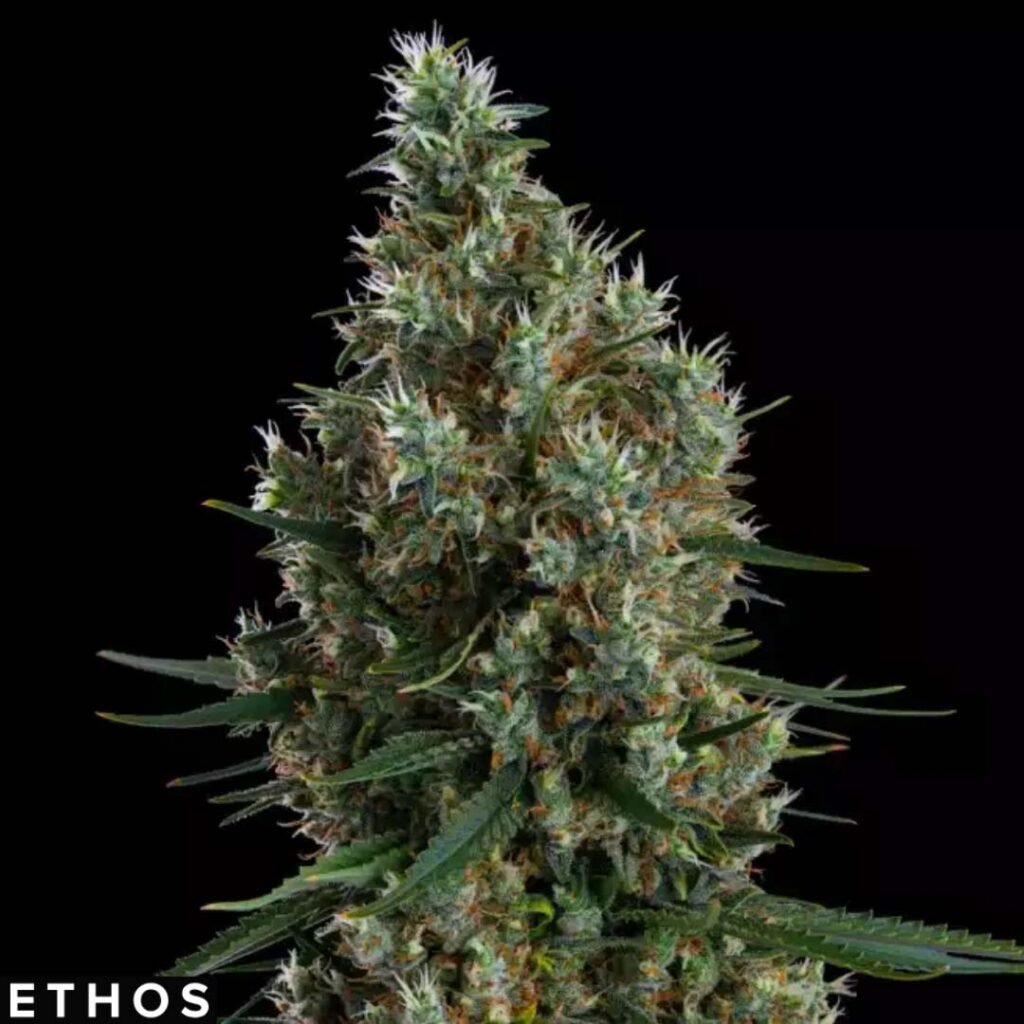 Zweet Inzanity RBX - Ethos Genetics Cannabis Samen kaufen