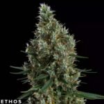 Zweet Inzanity RBX - Ethos Genetics Cannabis Samen kaufen