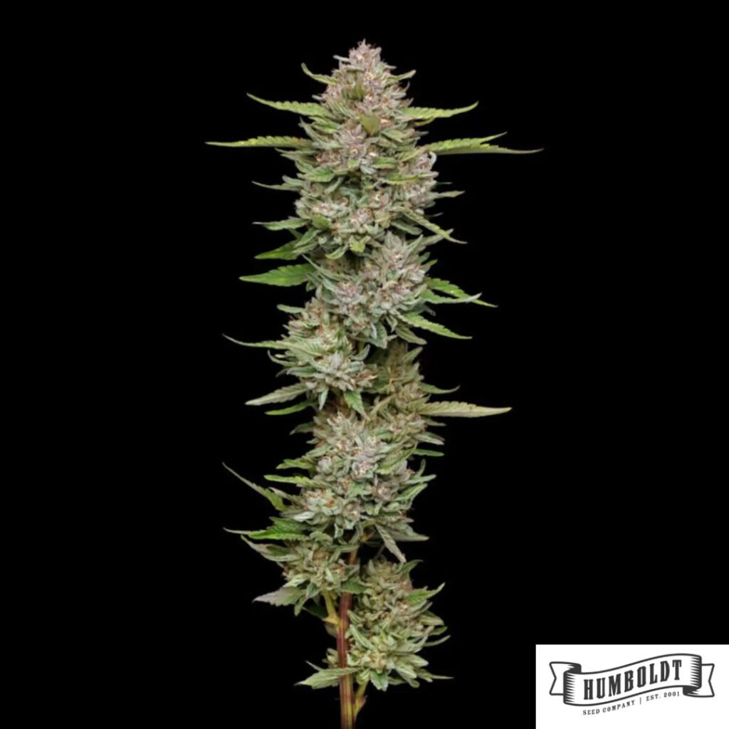 Hella Jelly von Humboldt Seed Company - Cannabis Samen kaufen im Online Shop