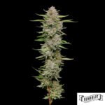 Hella Jelly von Humboldt Seed Company - Cannabis Samen kaufen im Online Shop