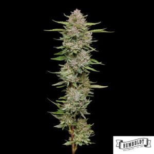 Hella Jelly von Humboldt Seed Company - Cannabis Samen kaufen im Online Shop