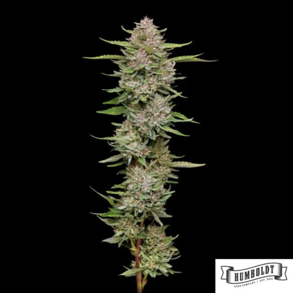 Hella Jelly von Humboldt Seed Company - Cannabis Samen kaufen im Online Shop