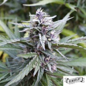Hi-Biscus von Humboldt Seed Company - Cannabis Samen kaufen im Online Shop