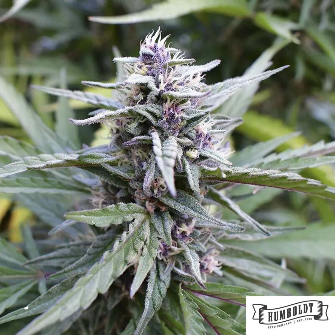 Hi-Biscus von Humboldt Seed Company - Cannabis Samen kaufen im Online Shop