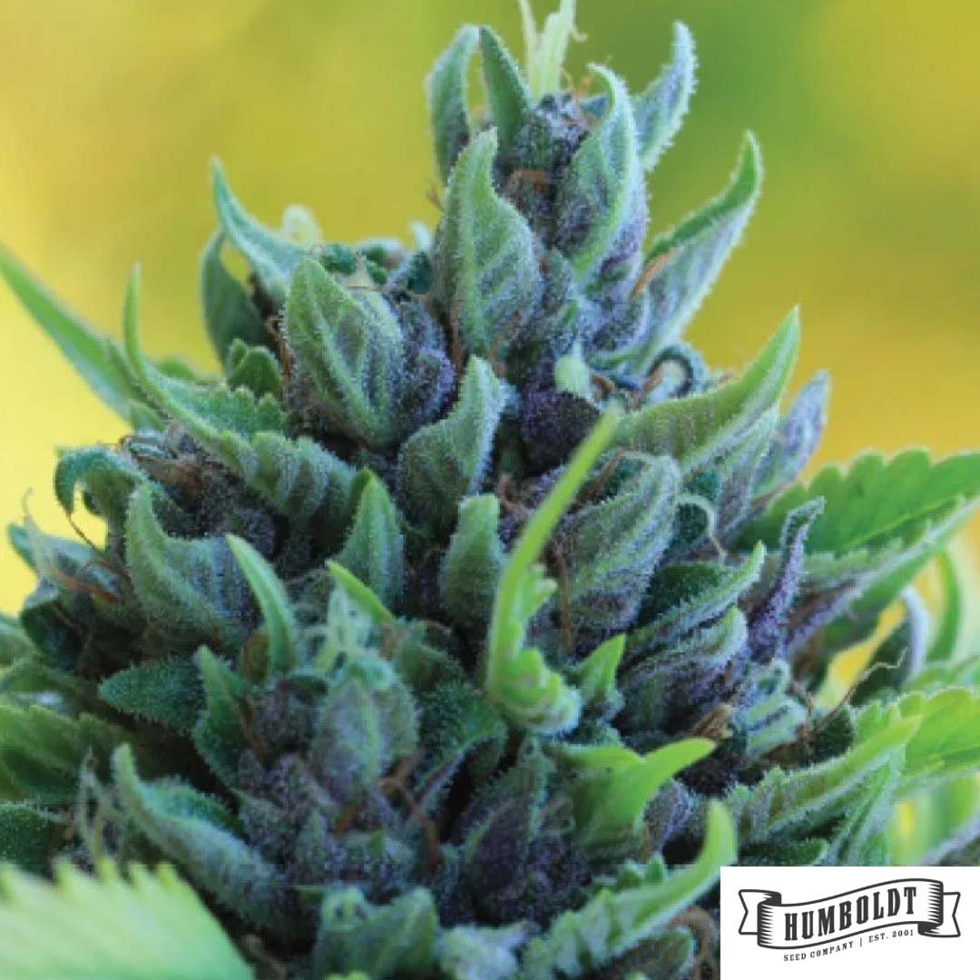 Humboldt Dream von Humboldt Seed Company - Cannabis Samen kaufen im Online Shop