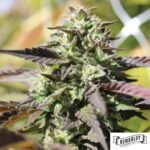Humboldt Headband von Humboldt Seed Company - Cannabis Samen kaufen im Online Shop