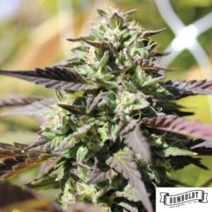 Humboldt Headband von Humboldt Seed Company - Cannabis Samen kaufen im Online Shop