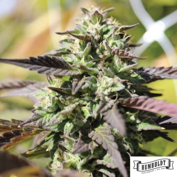 Humboldt Headband von Humboldt Seed Company - Cannabis Samen kaufen im Online Shop Humboldt Headband von Humboldt Seed Company - Cannabis Samen kaufen im Online Shop