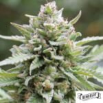 Lemongrass von Humboldt Seed Company - Cannabis Samen kaufen im Online Shop