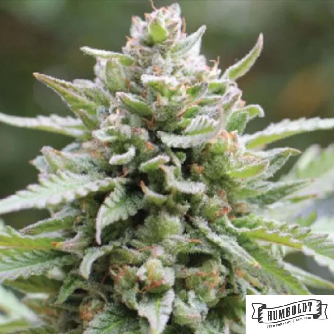 Lemongrass von Humboldt Seed Company - Cannabis Samen kaufen im Online Shop