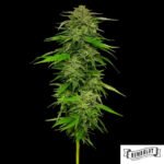 Mango Sherbert von Humboldt Seed Company - Cannabis Samen kaufen im Online Shop