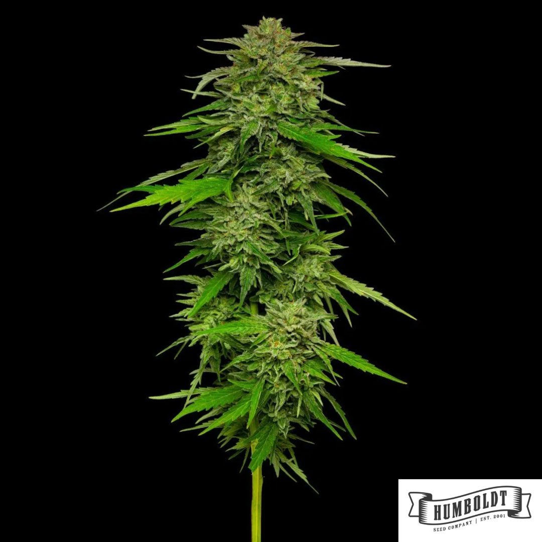 Mango Sherbert von Humboldt Seed Company - Cannabis Samen kaufen im Online Shop