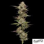 Moon Fog von Humboldt Seed Company - Cannabis Samen kaufen im Online Shop