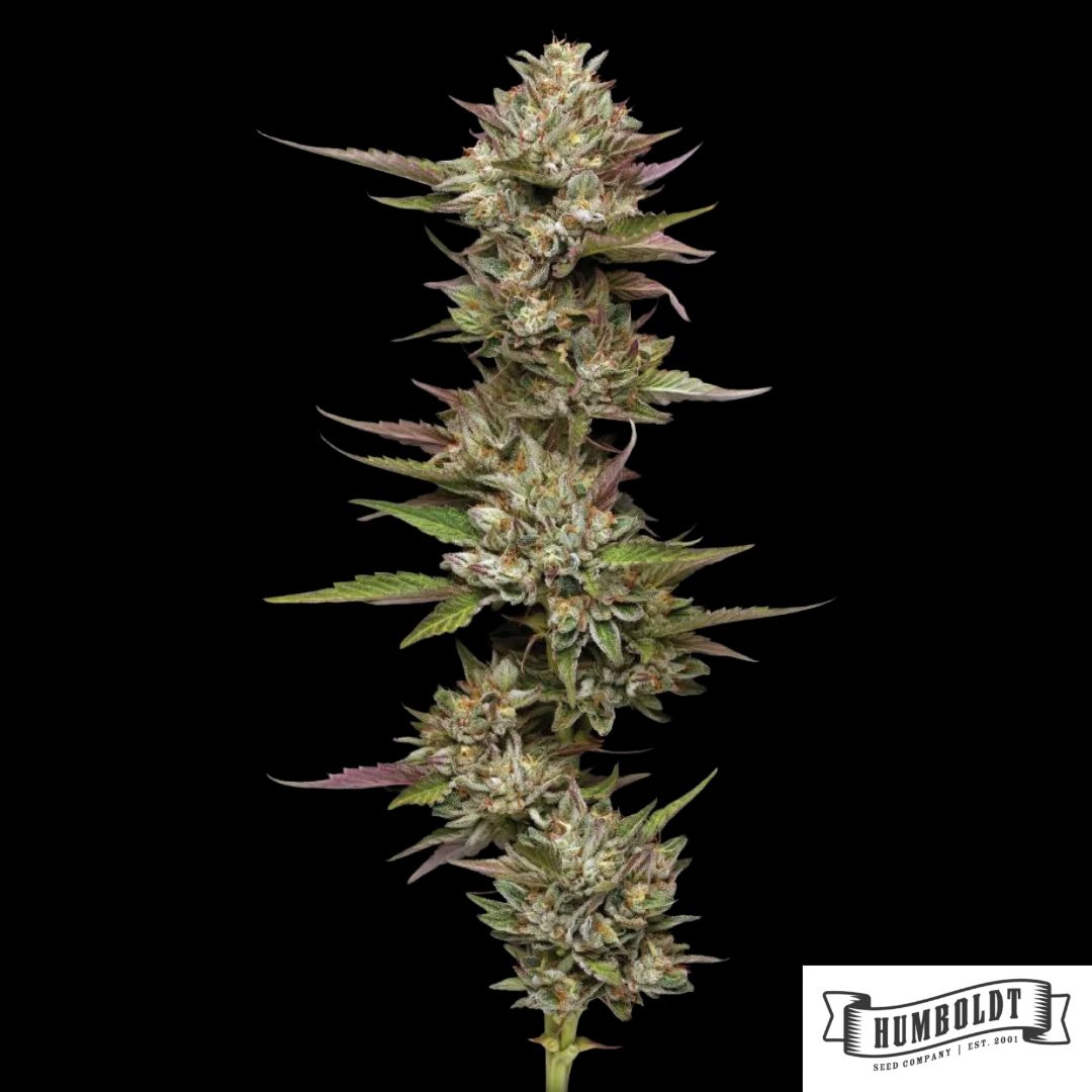 Moon Fog von Humboldt Seed Company - Cannabis Samen kaufen im Online Shop