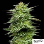 Mountaintop Mint von Humboldt Seed Company - Cannabis Samen kaufen im Online Shop